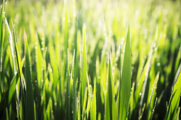 Summer background of droplet of dew on green grass in the sunlight early in the morning. Close up of grass in warm sunlight