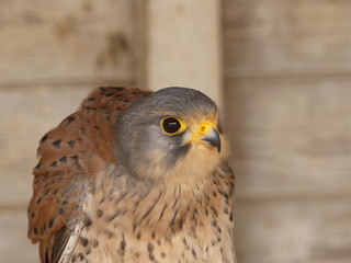 Falco tinnunculus - Common Kestrel sitting on his perch in a barn