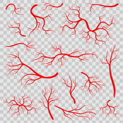 Creative vector illustration of red veins isolated on background. Human vessel, health arteries, Art design. Abstract concept graphic element capillaries. Blood system - obrazy, fototapety, plakaty