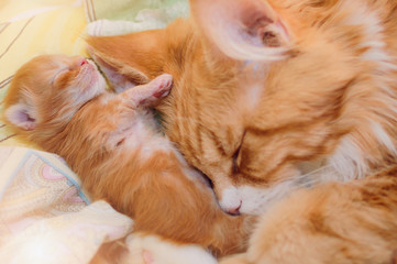 Red-haired mother of a cat with a small kitten.