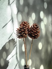 The Pine cones shimmering 