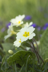 Naturalised Yellow Primula (Primroses)