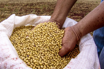 Hand with soybean in Brazil