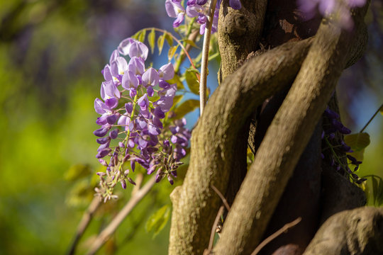 Bush of beautiful purple lilac flowers on a tree in a summer natural garden