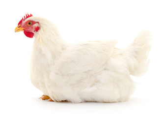White hen isolated.