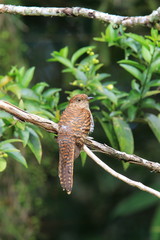 Rusty-breasted cuckoo (Cacomantis sepulcralis) female in Mindanao, Philippines