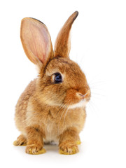 Brown rabbit on white.