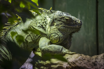 Iguana