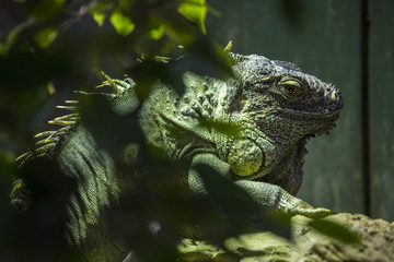 Iguana