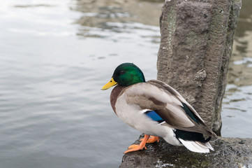 Duck sit at water in reykjavik, iceland. Mallard duck with green head and yellow beak. Waterfowl bird on shore outdoor. Animal in wildlife and wild nature