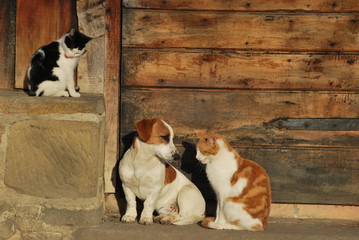 Naklejka na ściany i meble Cat and Dog Together