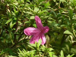 pink flower japan sakura