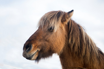 Horse in reykjavik, iceland. Horse muzzle with brown mane outdoor. Domestic animal on nature. Veterinary and veterinarian concept