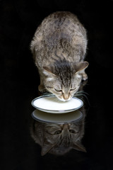 big cat lapping milk