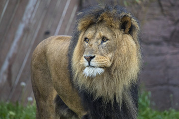Lion at a Zoo
