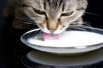a cat lapping milk