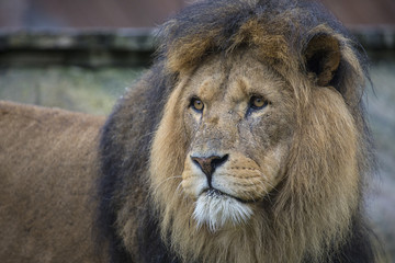 Naklejka premium Lion at a Zoo