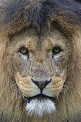 Lion Looking into the Camera