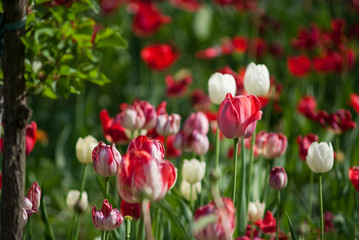 Beautiful bouquet of tulips nature background.