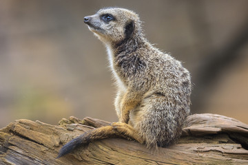 Fototapeta premium Meerkat