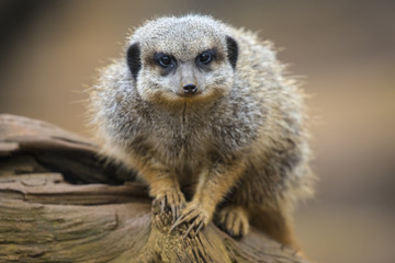 Meerkat