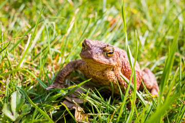 small frog sitting in garden