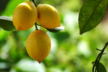 yellow lemons hanging on tree