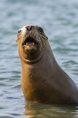 Fototapeta premium Samica lwa morskiego, Patagonia Argentina