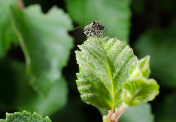 Rüsselkäfer wird von Ameise angegriffen