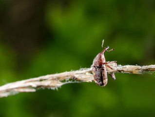 akrobatischer Rüsselkäfer