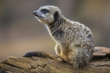 Meerkat