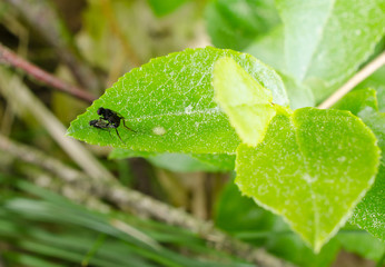 winziges Fliegenpärchen