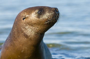 Naklejka premium Sea Lion pup potrait, Patagonia Argentina
