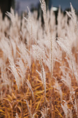 Fototapeta premium Ears and grass and landscaping and meadow or glade