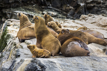 Fototapeta premium Chanaral Island at Chanaral de Aceituno in Atacama Desert, Chile, is an amazing place for seeing wildlife like sealions and whales