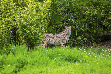 Cheetah
