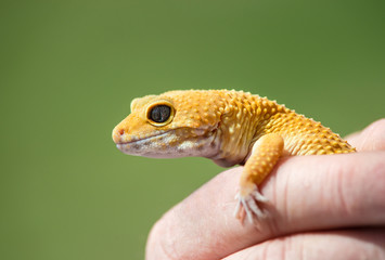 Hand holding a Common Leopard gecko (Eublepharis macularius), close-up. Natural green background with copy space.