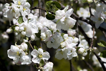 Blooming apple trees in the spring garden