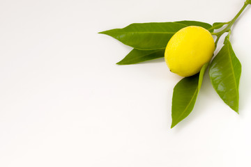 lemon over white background