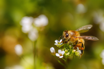 Bee on a white flower collecting pollen and gathering nectar to produce honey in the hive with left copy space