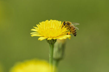 Bee on a wild flower, Patagonia