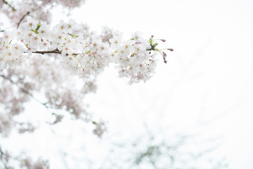 White Blossom Cherry Tree during Spring Season