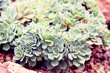Succulents Cluster Green Plant Cactus Houseplant Concept Background