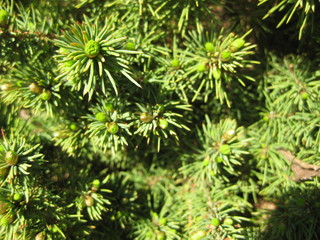 Canadian pine, close-up of new branches and needles . On the canadian pine in the spring shoots appear with light green needles.