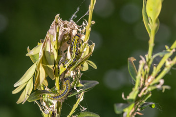 Buchsbaumzünsler Schädling im Buchsbaum