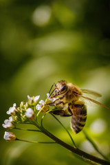 Bee on a white flower collecting pollen and gathering nectar to produce honey in the hive  with  copy space above