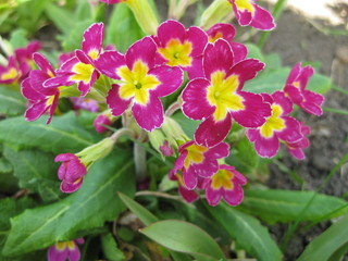 Blooms of Primula with purple flowers closeup. Primrose blooms profusely in spring. The flowers are small with a yellow center.