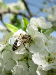 Plum blossom and bee. On a plum blossom close-up of a bee. With white plum flowers bee collects nectar. Stamens and pistil, as well as bee's legs, transparent wings and striped belly are clearly visib