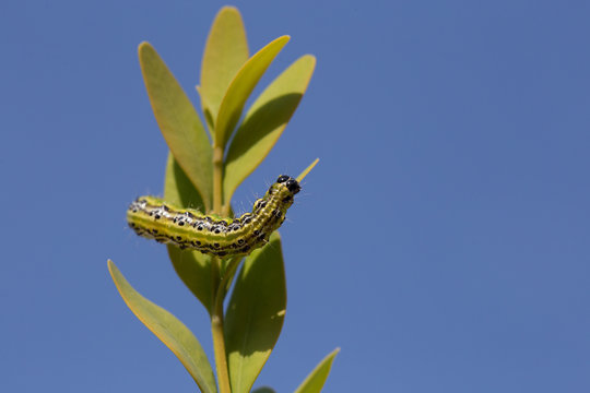 Buchsbaumz&uuml;nsler Sch&auml;dling im Buchsbaum