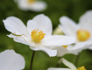 Small Green Insect on White Wildflowers